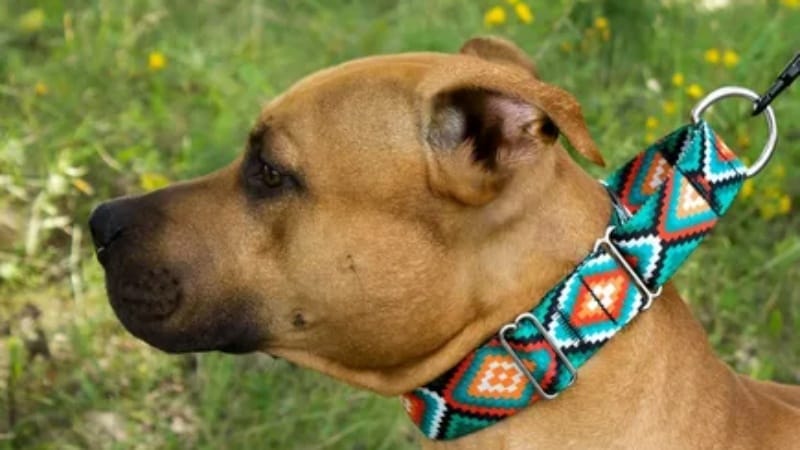 Safety and Control: The Guide to Martingale Dog Collars Safety and Control: The Guide to Martingale Dog Collars